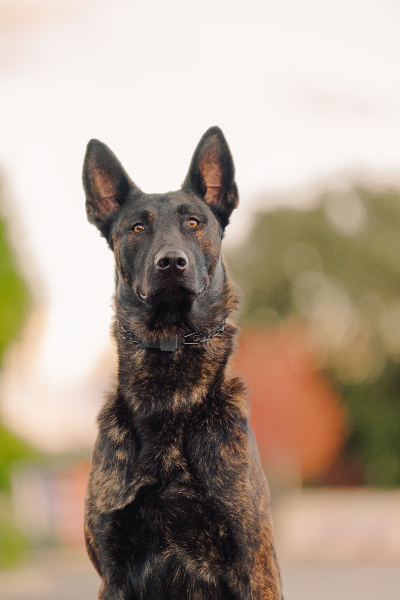 Alert, well-trained Dutch Shepherd sitting at attention outdoors, wearing a training collar
