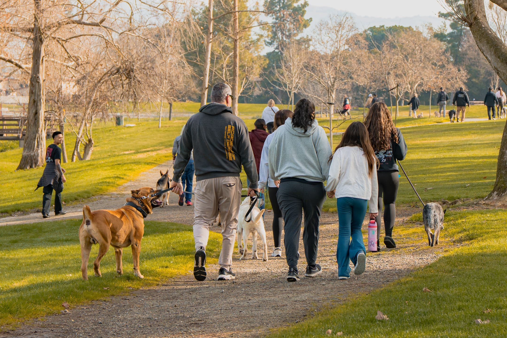 A trainer and a group of clients walking multiple well-behaved leashed dogs together on a park path in Morgan Hill