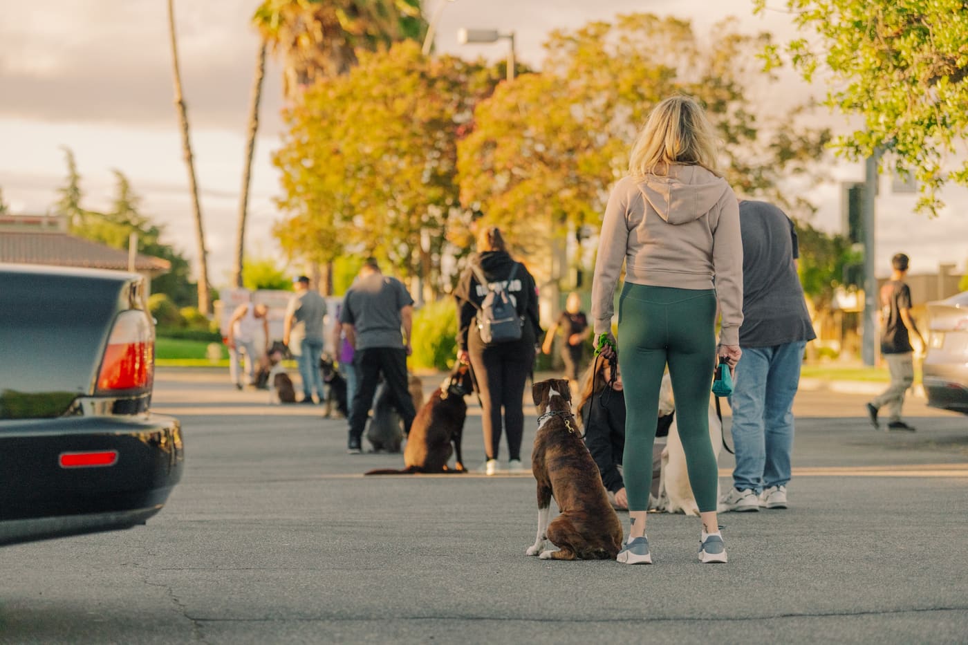 Owners and their leashed dogs sitting in formation during an outdoor group training session