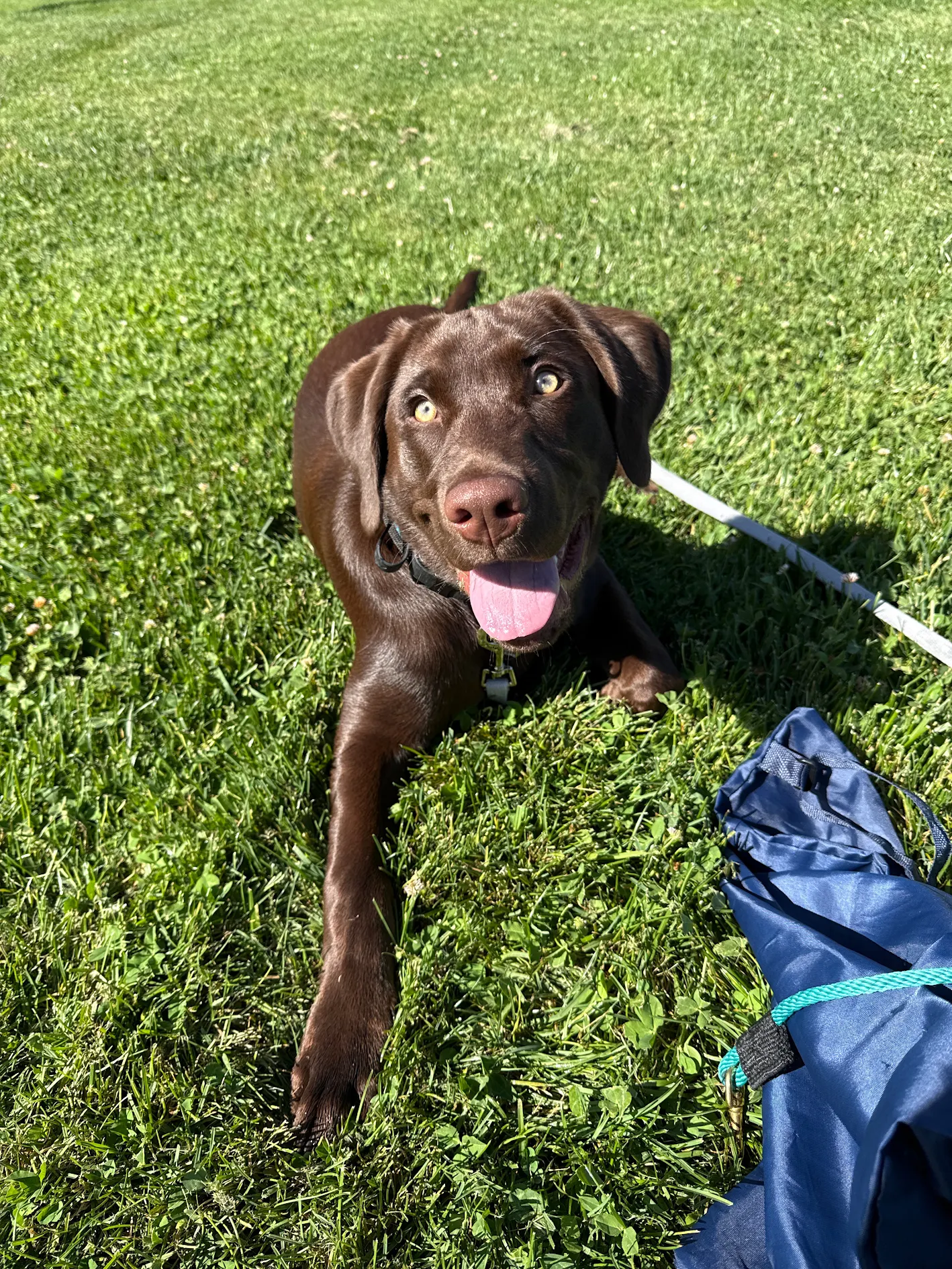 Mars, a dog trained by Confident Canines Academy for puppy training